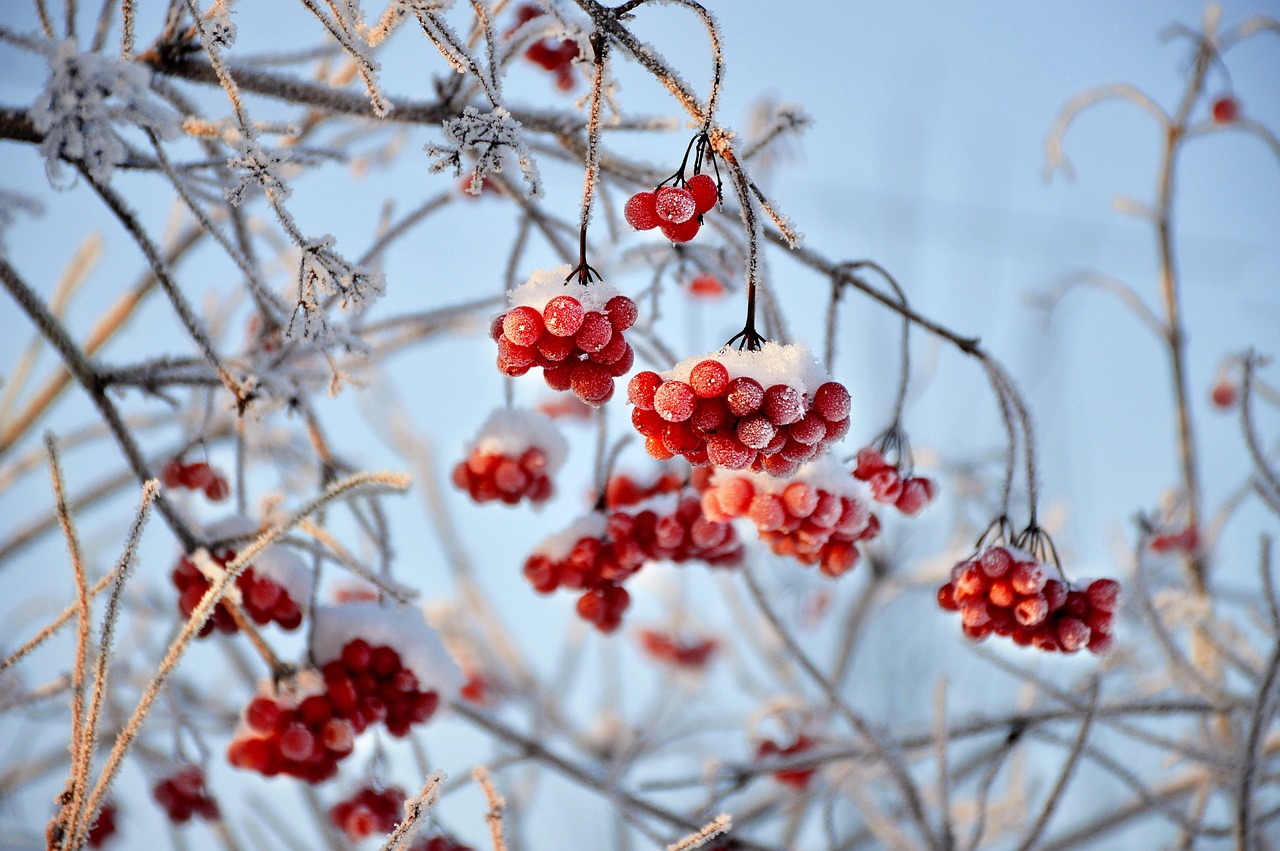 photo of frost covered tree branches with red berries