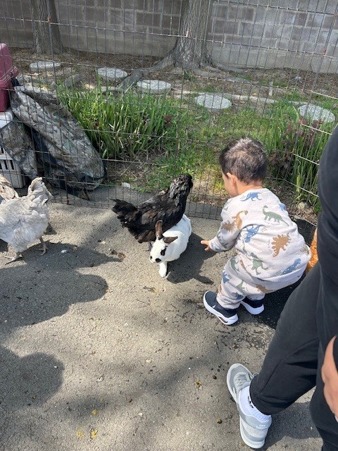Toddler approaching a black chicken and white bunny