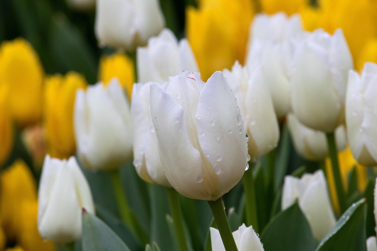Close up of white a white tulip with beads of water surrounded by other white and yellow tulips.