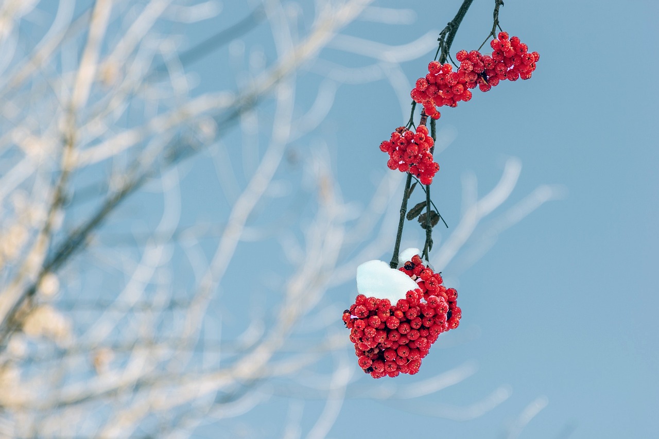 photo of frost covered tree branches with red berries