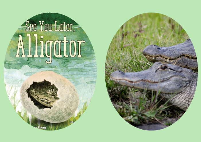 Light green background with two oval frames, one showing a watercolor picture book cover of an aligator baby coming out of its shell, and the other showing a photo of two live aligators. 