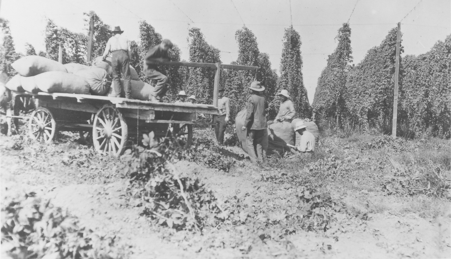 Archived image of Chinese workers loading hops on a truck on Lovdal Ranch in 1919.