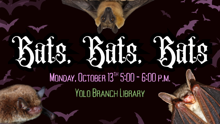 Bats, Bats, Bats. Monday, October 13th, 5:00 - 6:00 p.m. Yolo Branch Library. Victorian styled text surrounded by photos of bats over a black background with purple bat patterns.