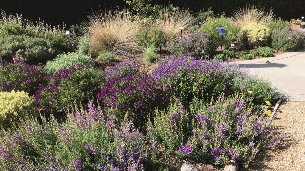 Photograph of the Winters Community Library Teaching Garden. Bushes of purple flowers and other native plants fill the landscape.